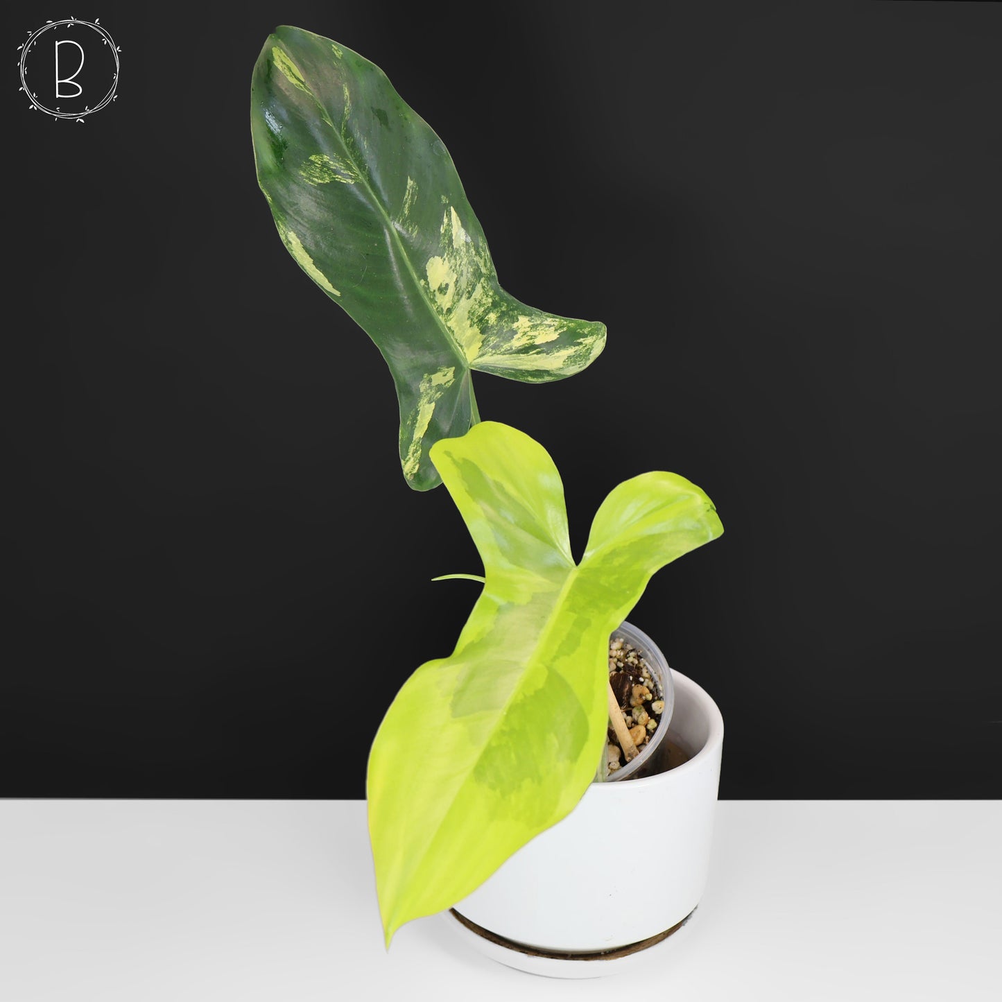 Philodendron Florida Belleza x Paraiso Verde