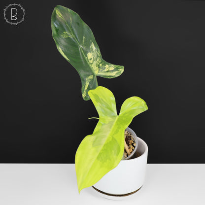 Philodendron Florida Belleza x Paraiso Verde