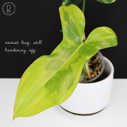 Philodendron Florida Belleza x Paraiso Verde