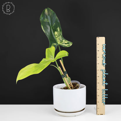 Philodendron Florida Belleza x Paraiso Verde
