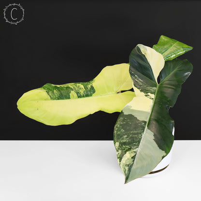 Philodendron Florida Belleza x Paraiso Verde