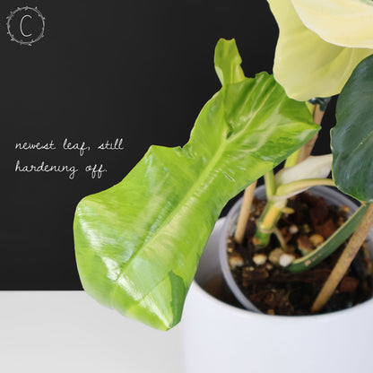 Philodendron Florida Belleza x Paraiso Verde