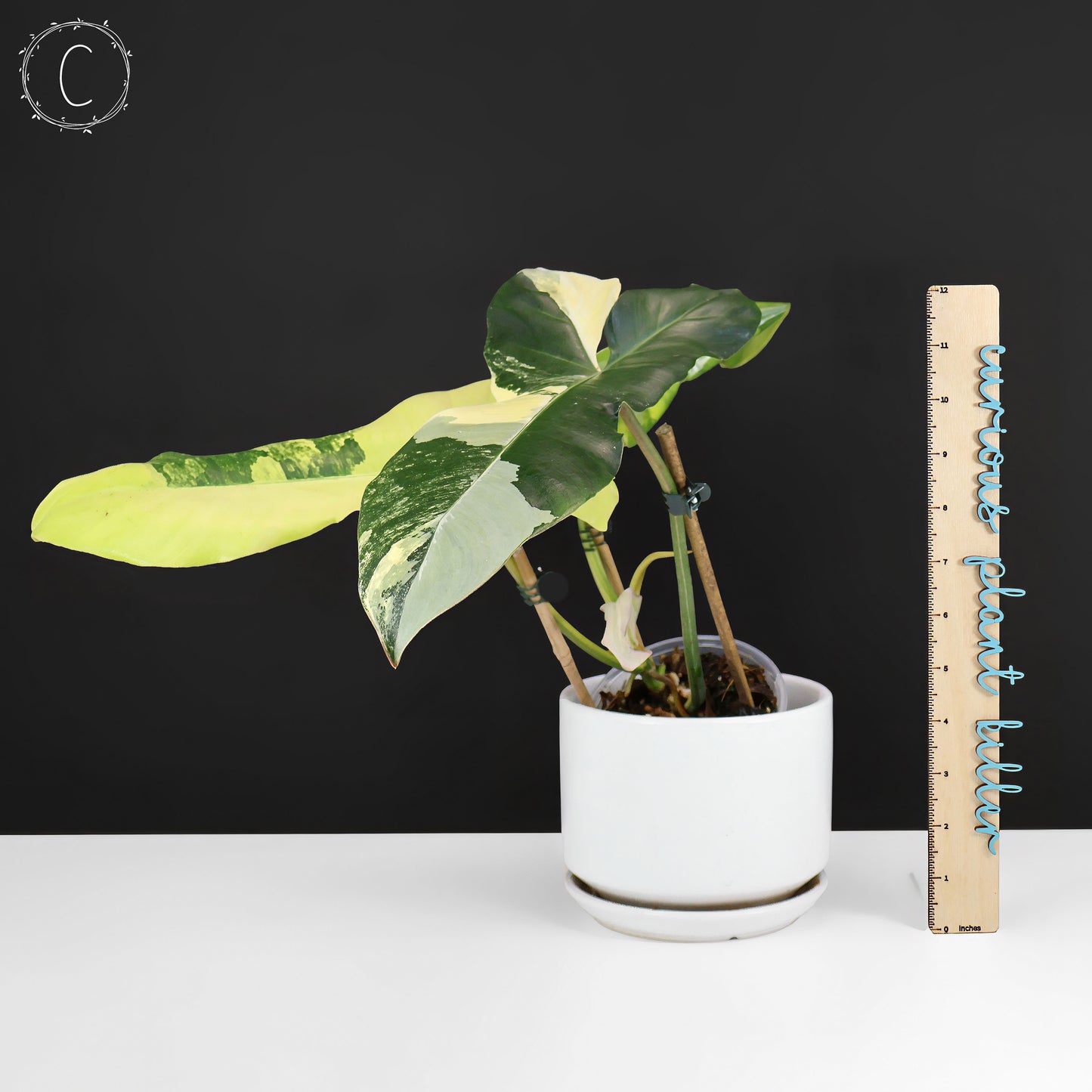 Philodendron Florida Belleza x Paraiso Verde