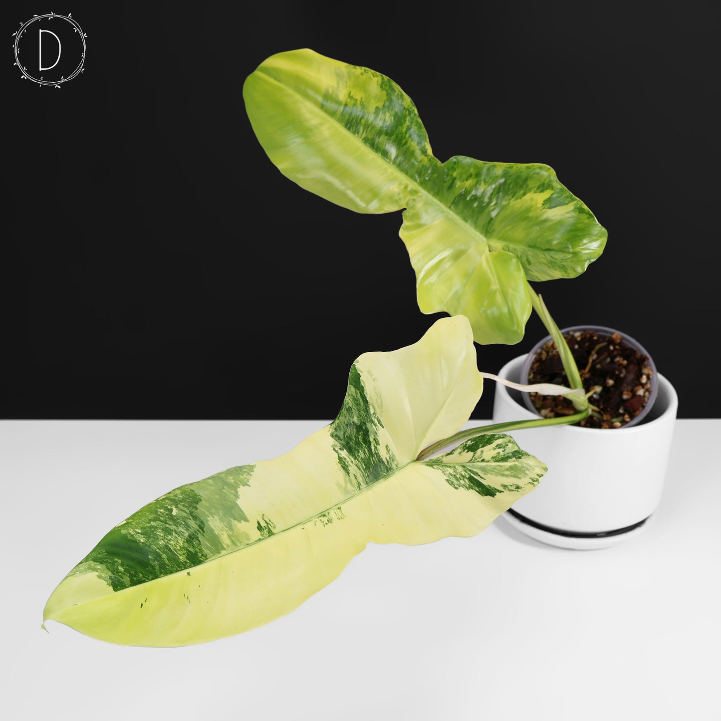 Philodendron Florida Belleza x Paraiso Verde