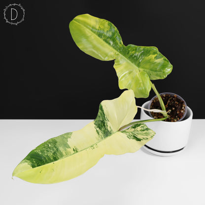 Philodendron Florida Belleza x Paraiso Verde