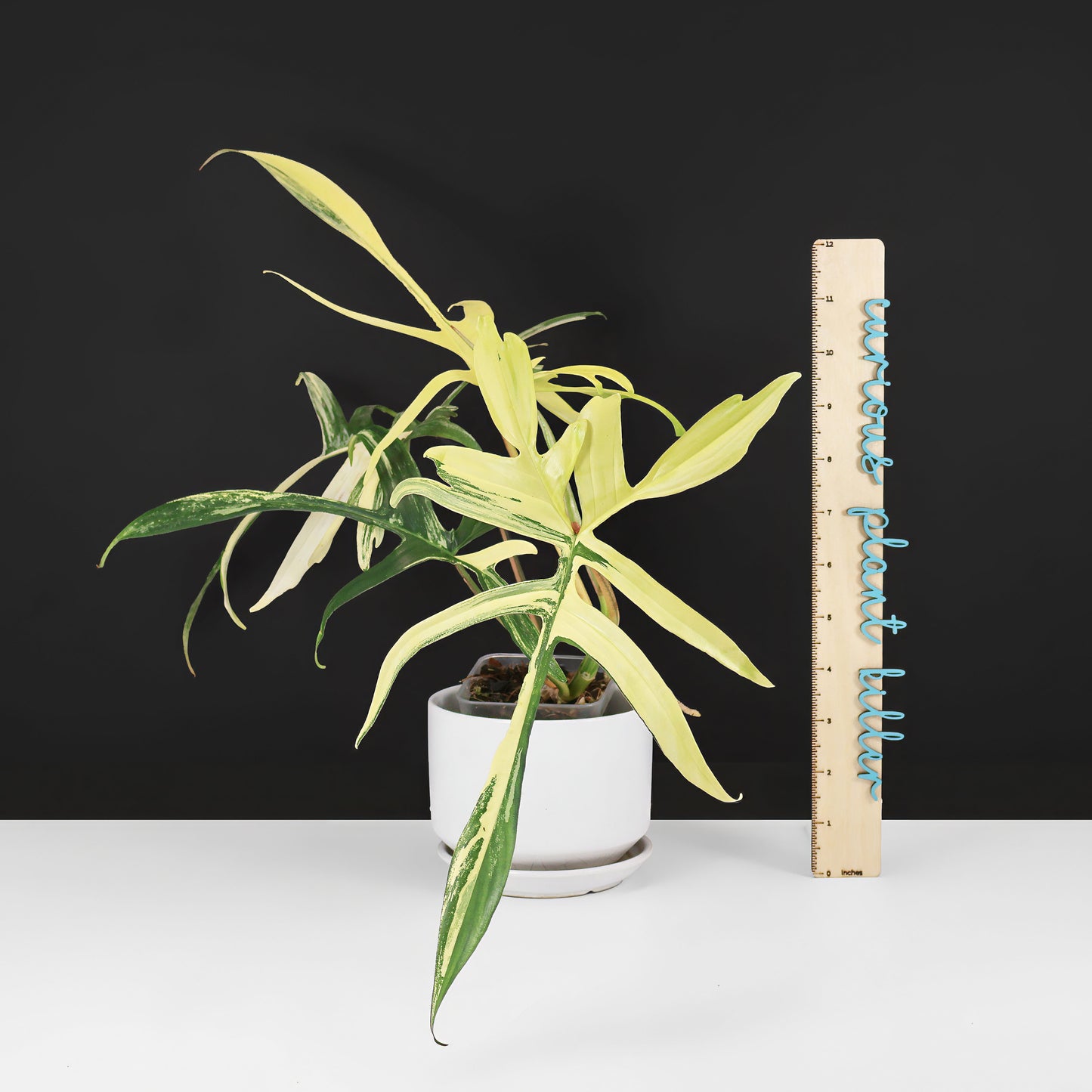 Philodendron Florida Beauty x Polypodioides