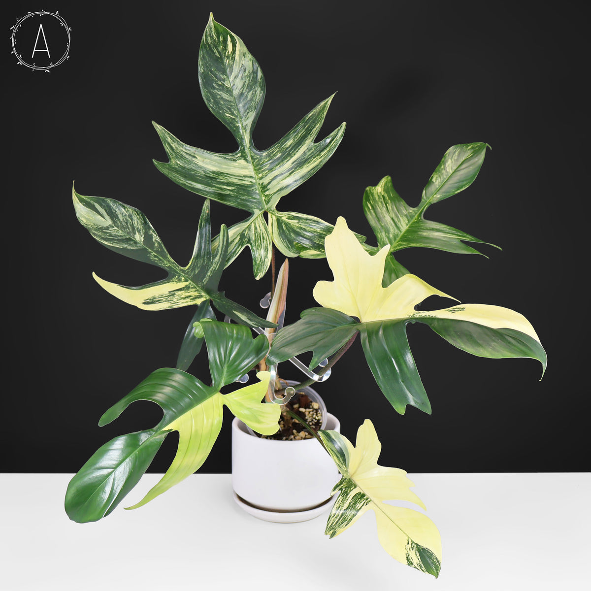 Philodendron Beauté de Floride