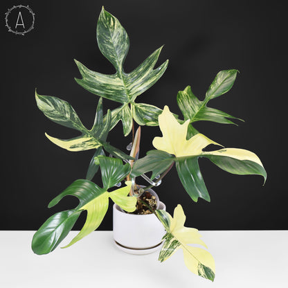 Philodendron Beauté de Floride