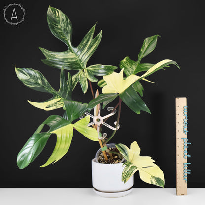 Philodendron Beauté de Floride