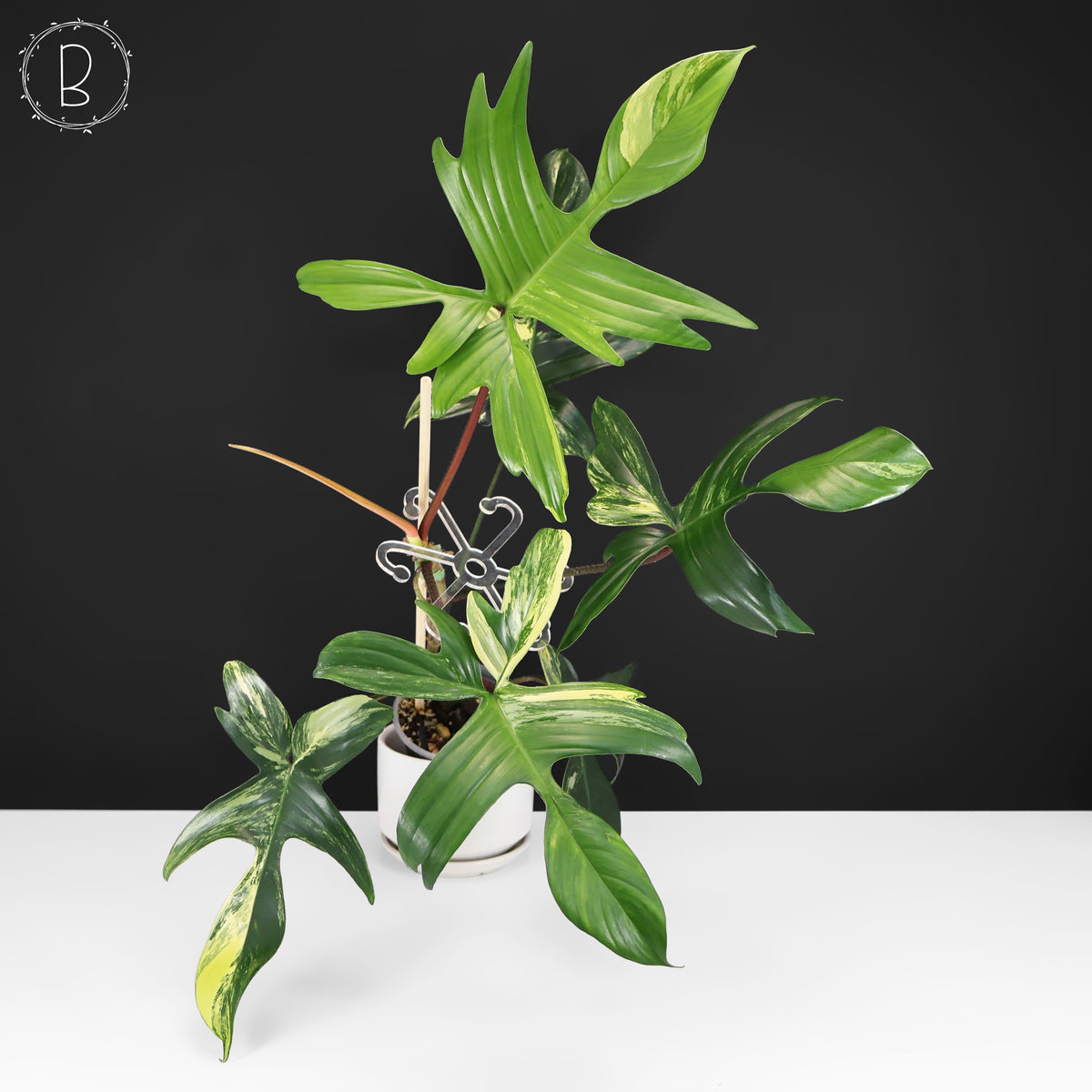 Philodendron Beauté de Floride