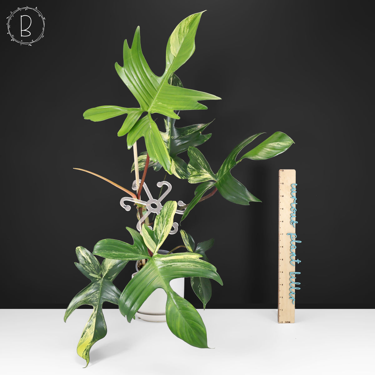 Philodendron Beauté de Floride