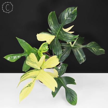 Philodendron Beauté de Floride