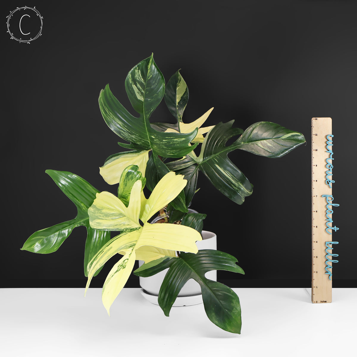 Philodendron Beauté de Floride