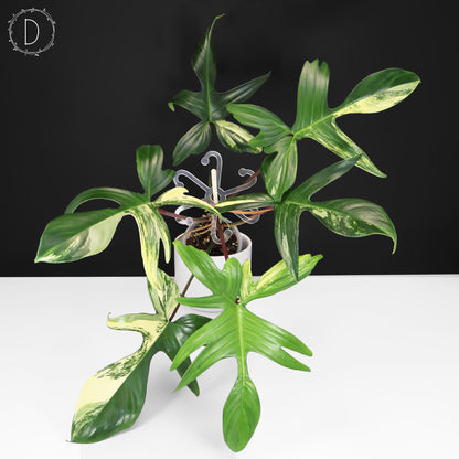 Philodendron Beauté de Floride