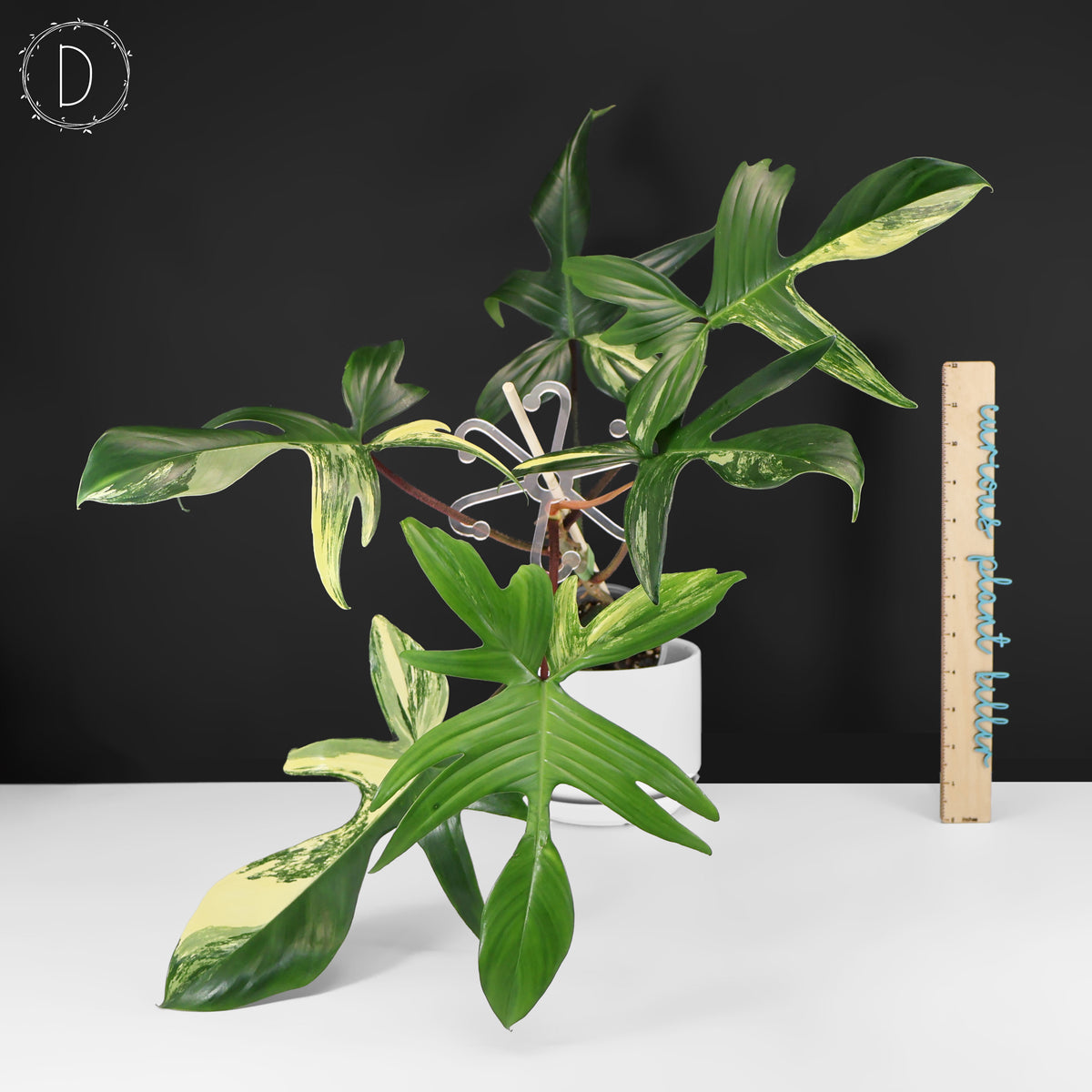 Philodendron Beauté de Floride