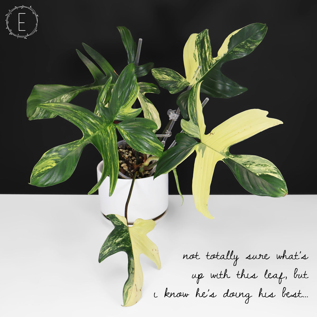 Philodendron Beauté de Floride