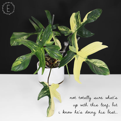 Philodendron Beauté de Floride