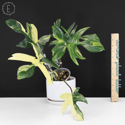Philodendron Beauté de Floride