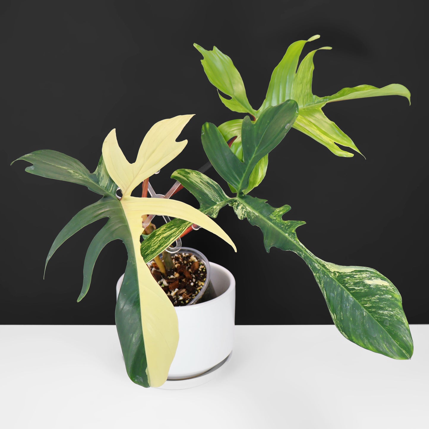 Philodendron Beauté de Floride