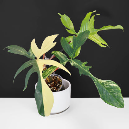 Philodendron Beauté de Floride