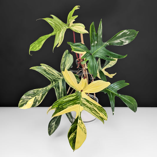 Philodendron Florida Beauty