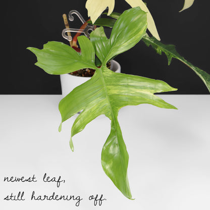 Philodendron Beauté de Floride