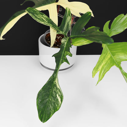 Philodendron Beauté de Floride