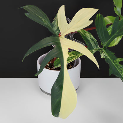 Philodendron Beauté de Floride