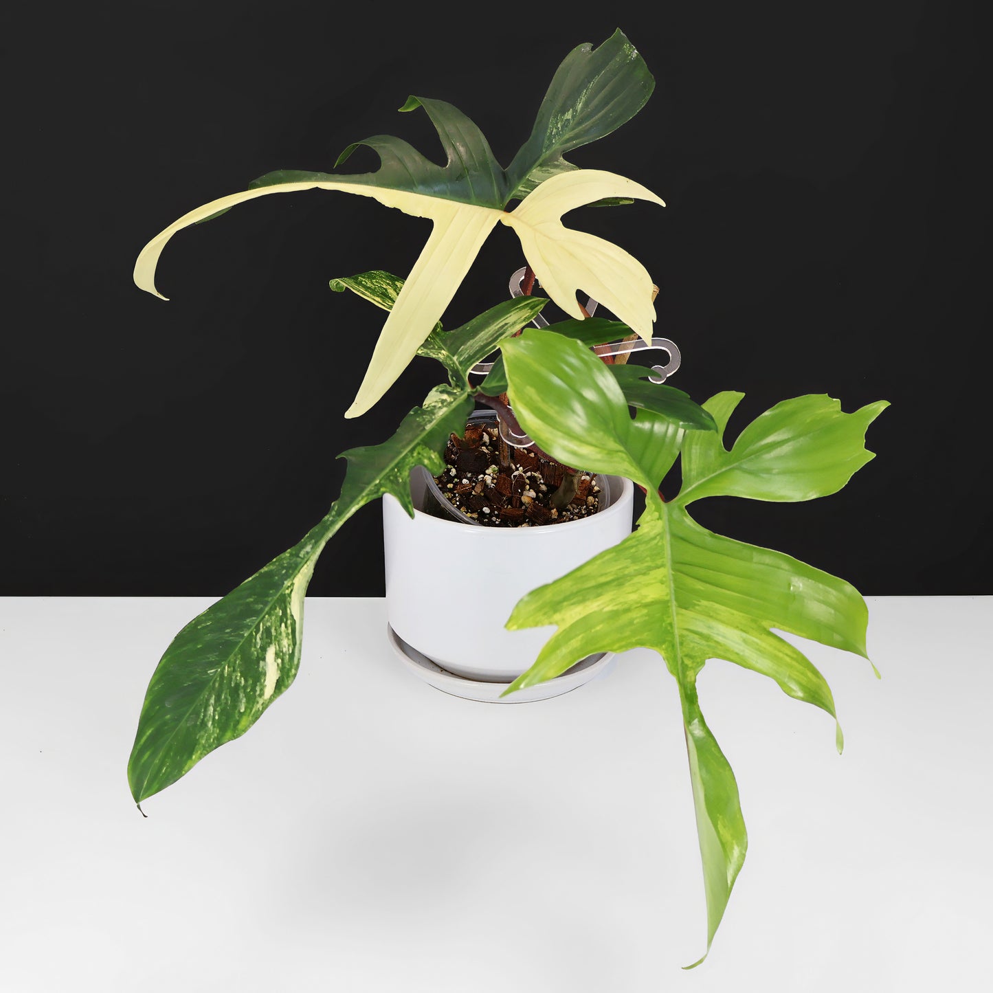 Philodendron Beauté de Floride