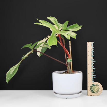 Philodendron Beauté de Floride