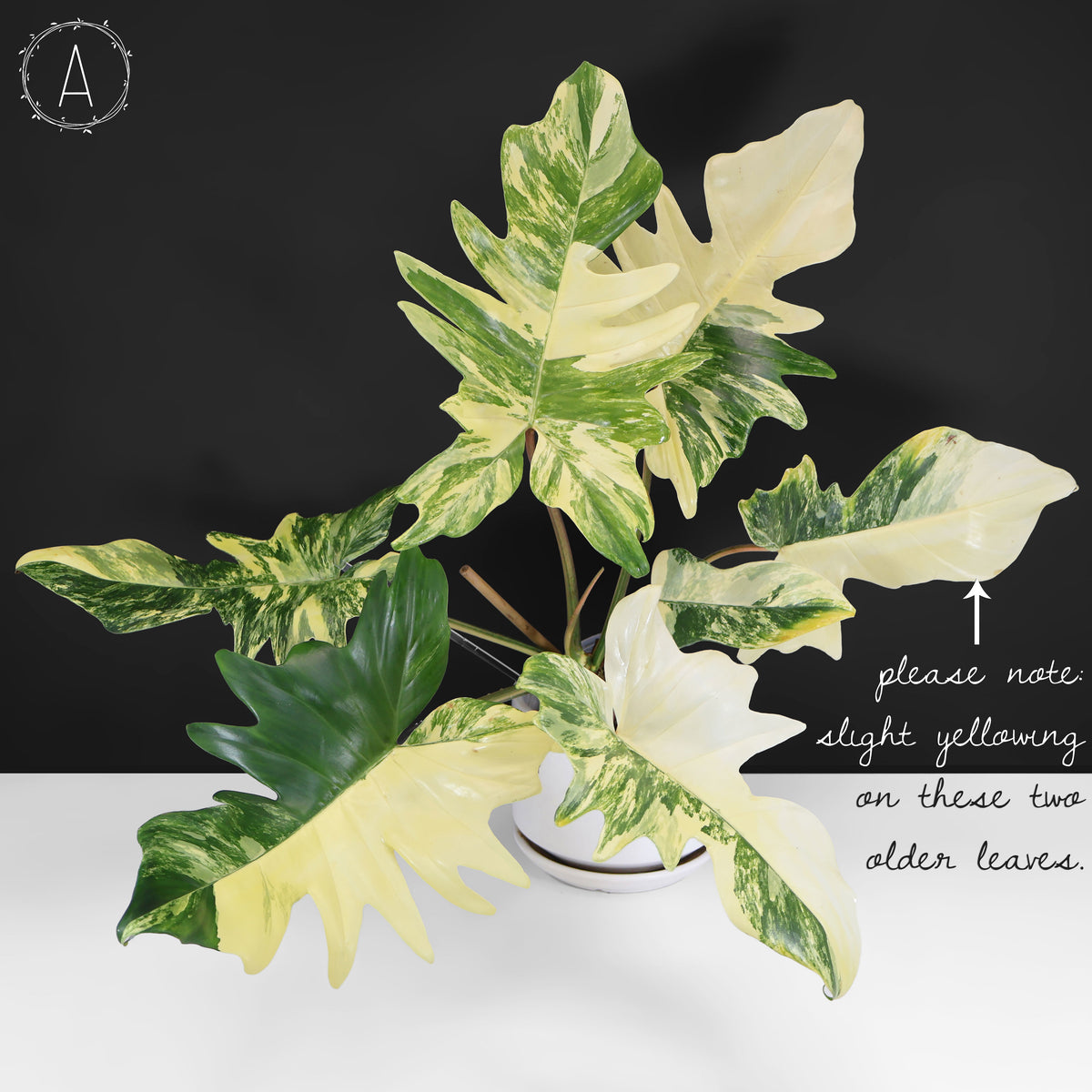 Philodendron Florida Beauty x Mayoi "Kitina"