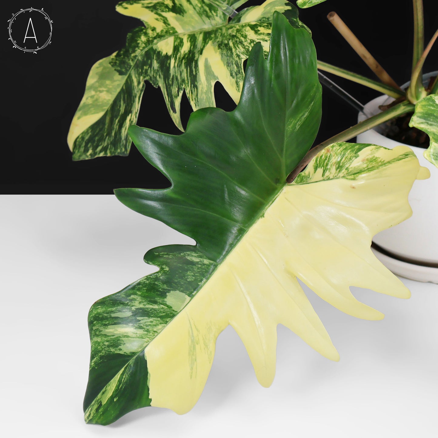 Philodendron Florida Beauty x Mayoi "Kitina"