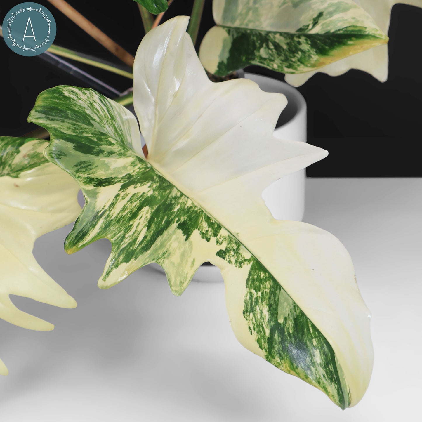 Philodendron Florida Beauty x Mayoi "Kitina"