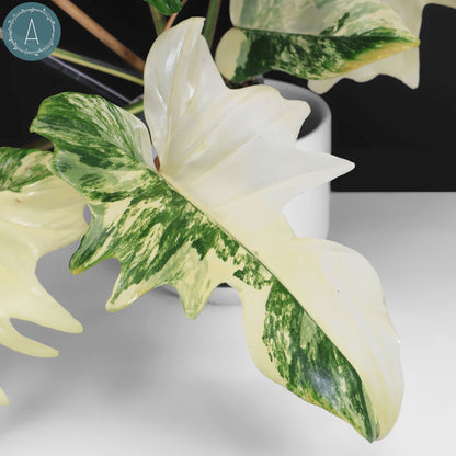 Philodendron Florida Beauty x Mayoi "Kitina"