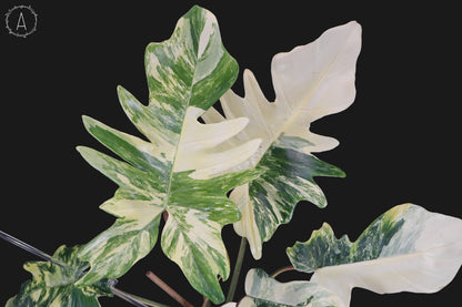 Philodendron Florida Beauty x Mayoi "Kitina"