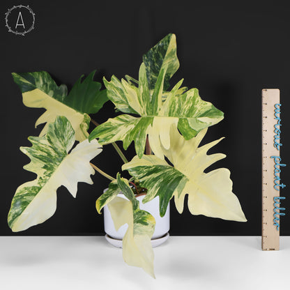 Philodendron Florida Beauty x Mayoi "Kitina"