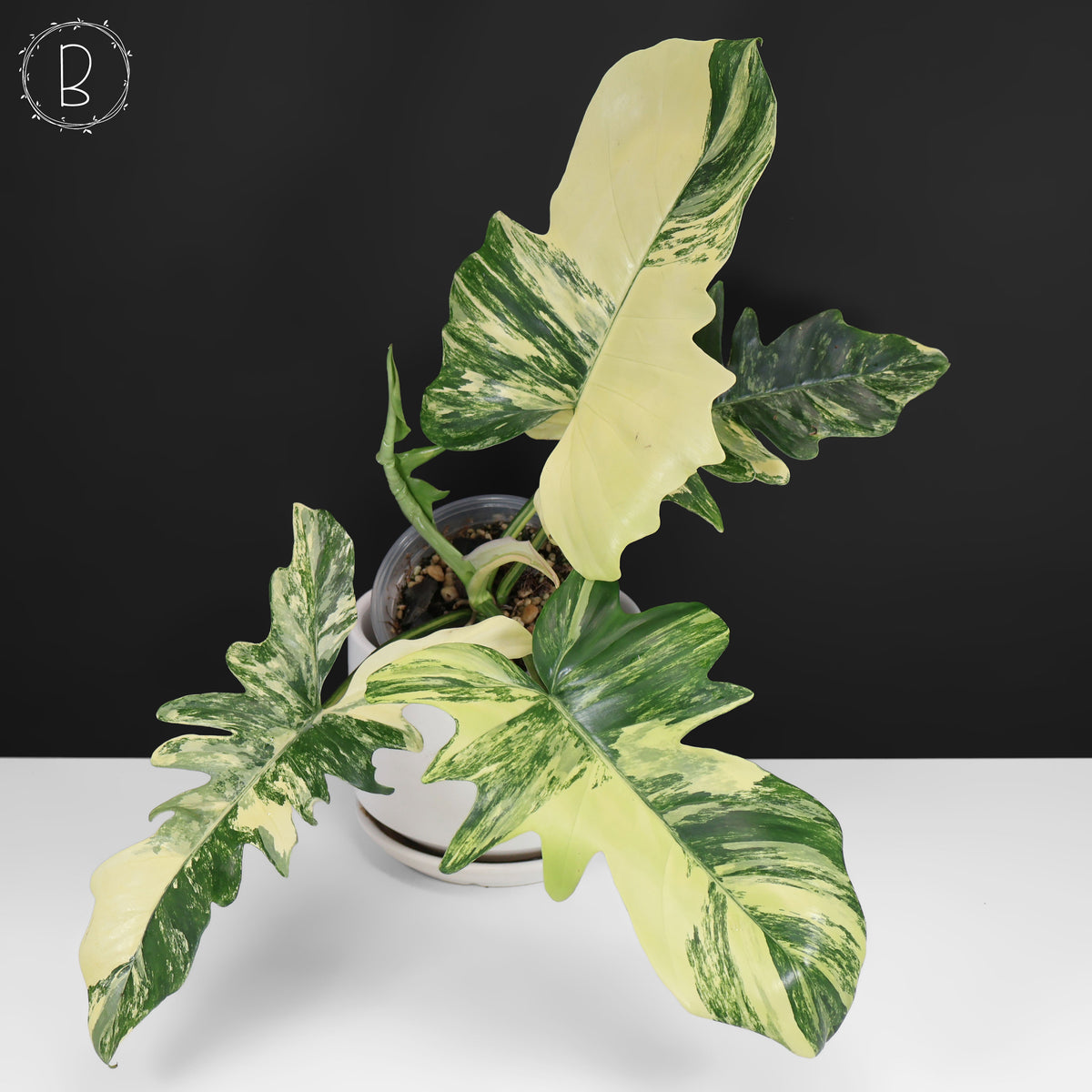 Philodendron Florida Beauty x Mayoi "Kitina"