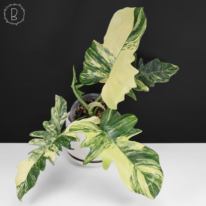 Philodendron Florida Beauty x Mayoi "Kitina"
