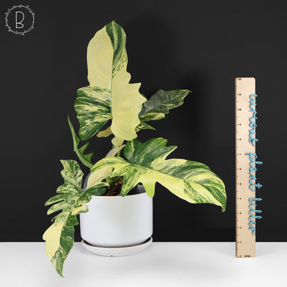 Philodendron Florida Beauty x Mayoi "Kitina"