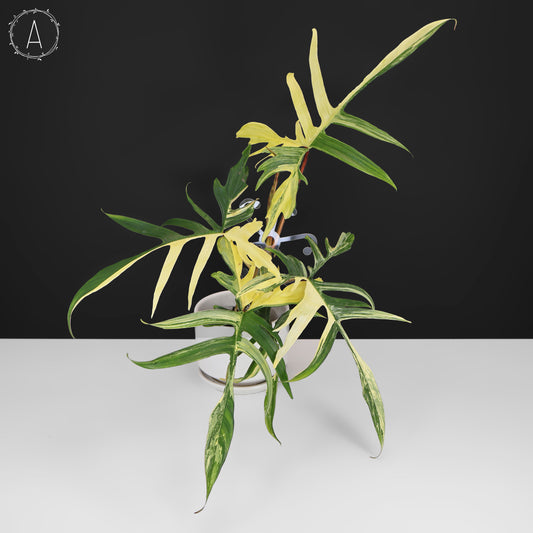 Filodendro Florida Beauty x Polypodioides