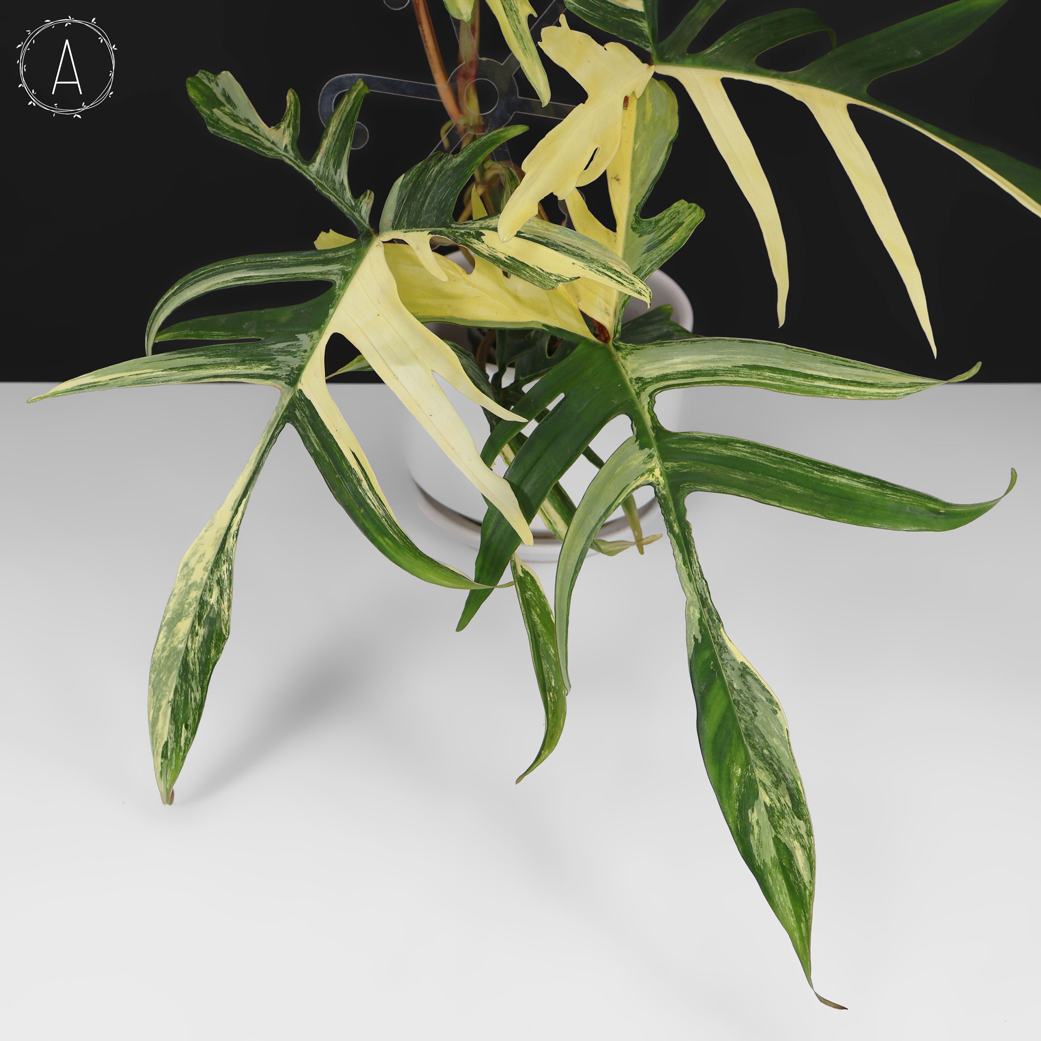 Philodendron Florida Beauty x Polypodioides – Curious Plant Killer