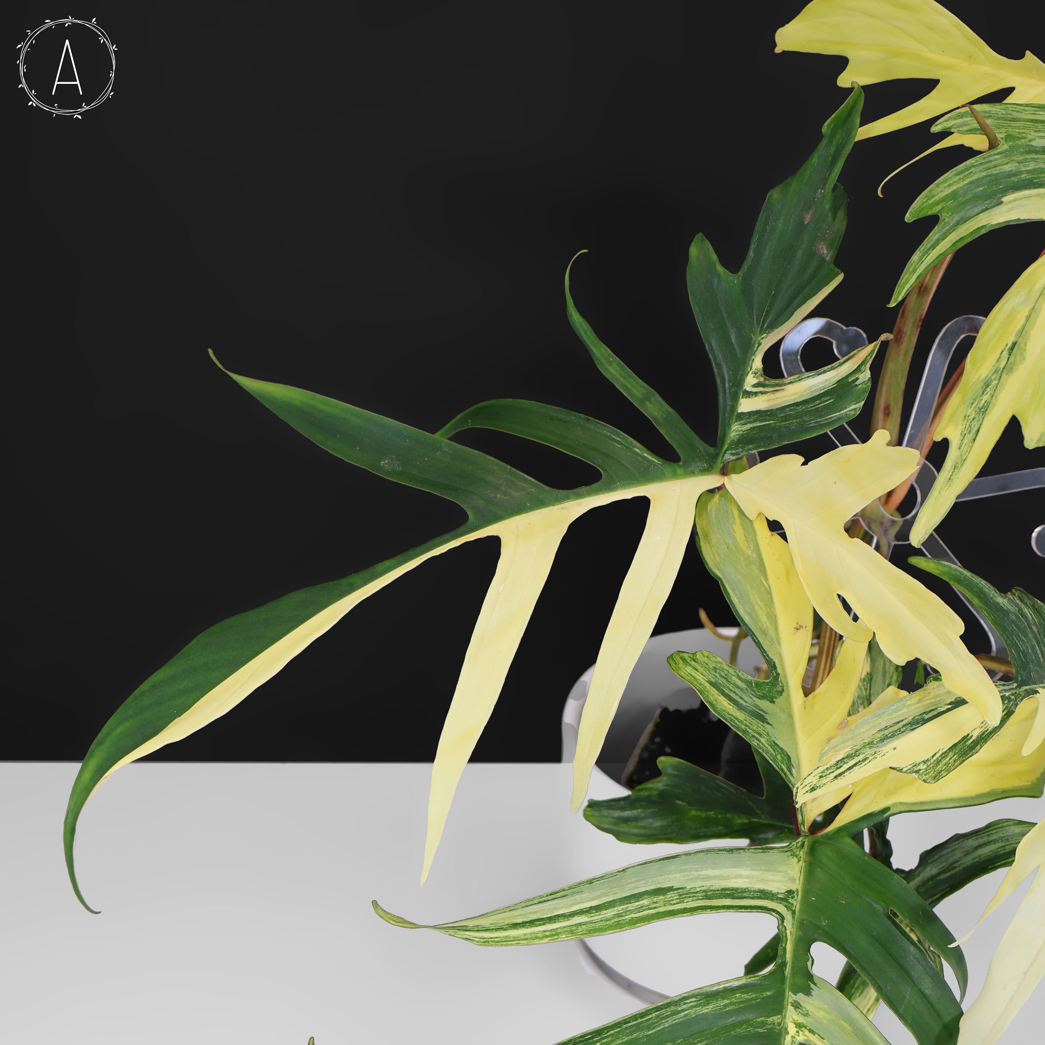 Philodendron Florida Beauty x Polypodioides – Curious Plant Killer