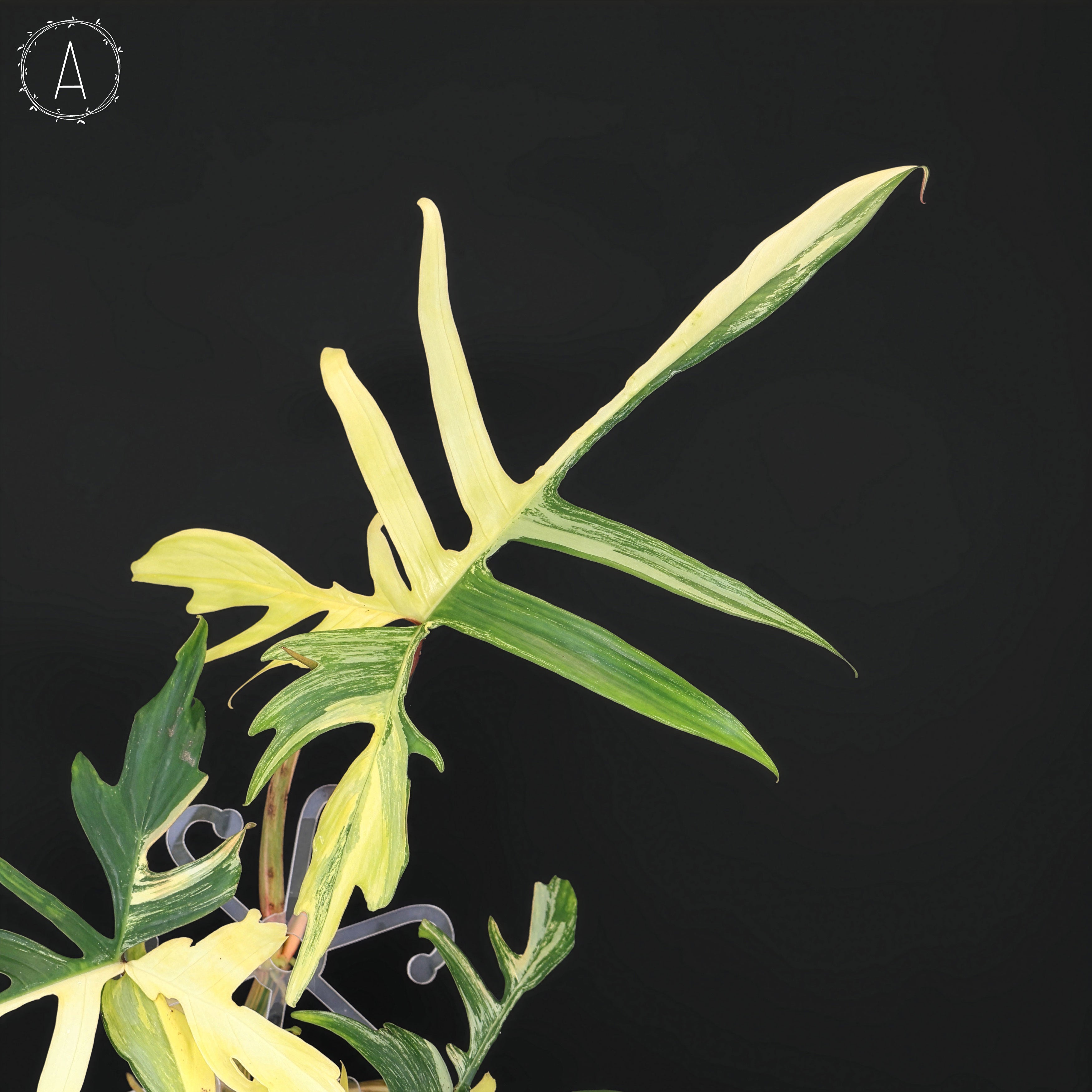 Philodendron Florida Beauty x Polypodioides – Curious Plant Killer