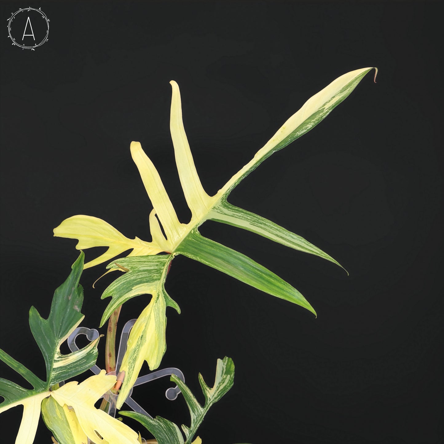 Filodendro Florida Beauty x Polypodioides