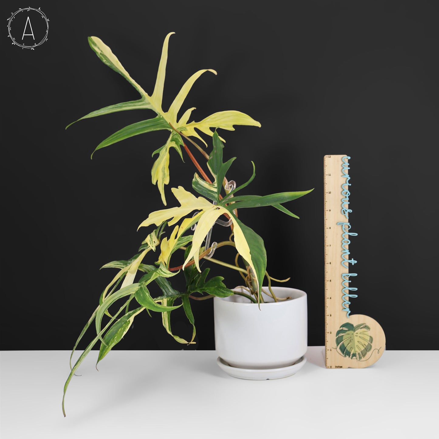 Filodendro Florida Beauty x Polypodioides