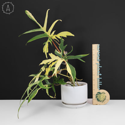 Filodendro Florida Beauty x Polypodioides