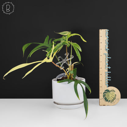 Filodendro Florida Beauty x Polypodioides