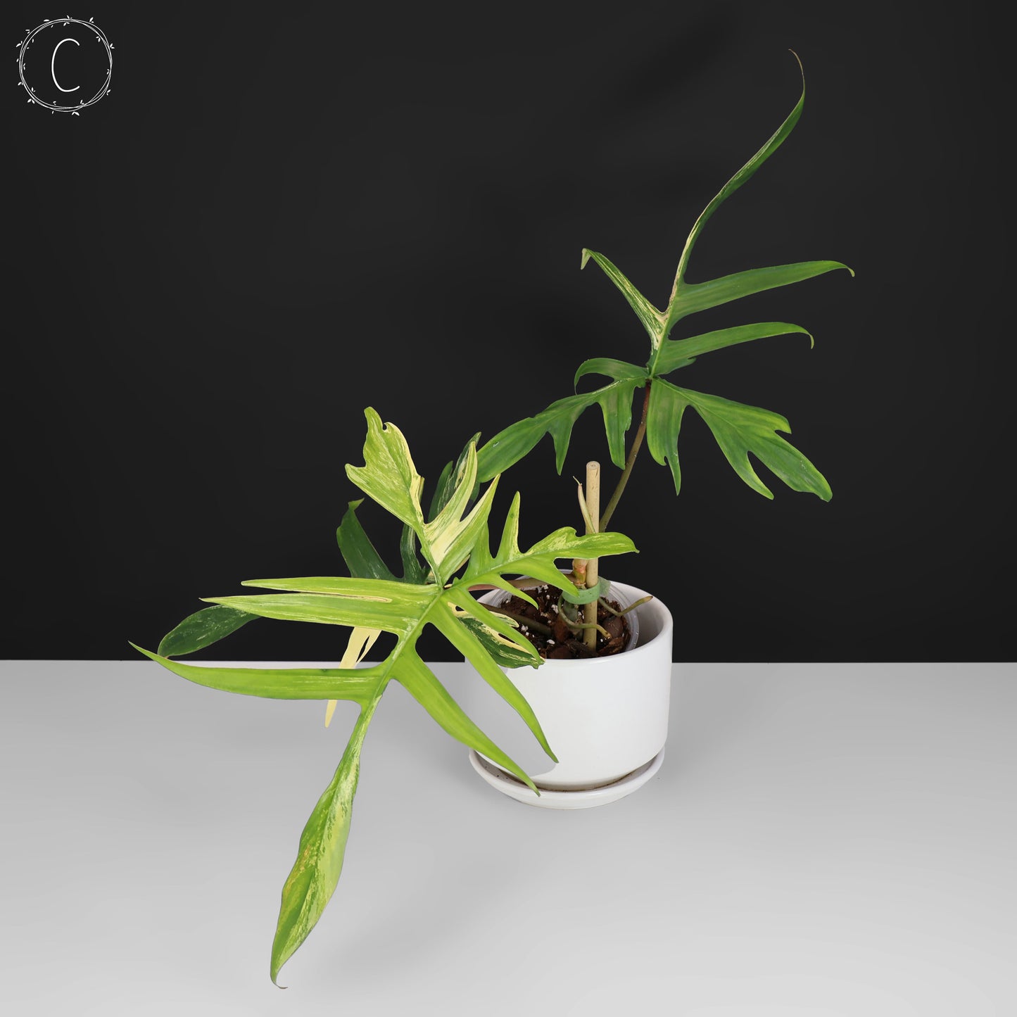 Filodendro Florida Beauty x Polypodioides