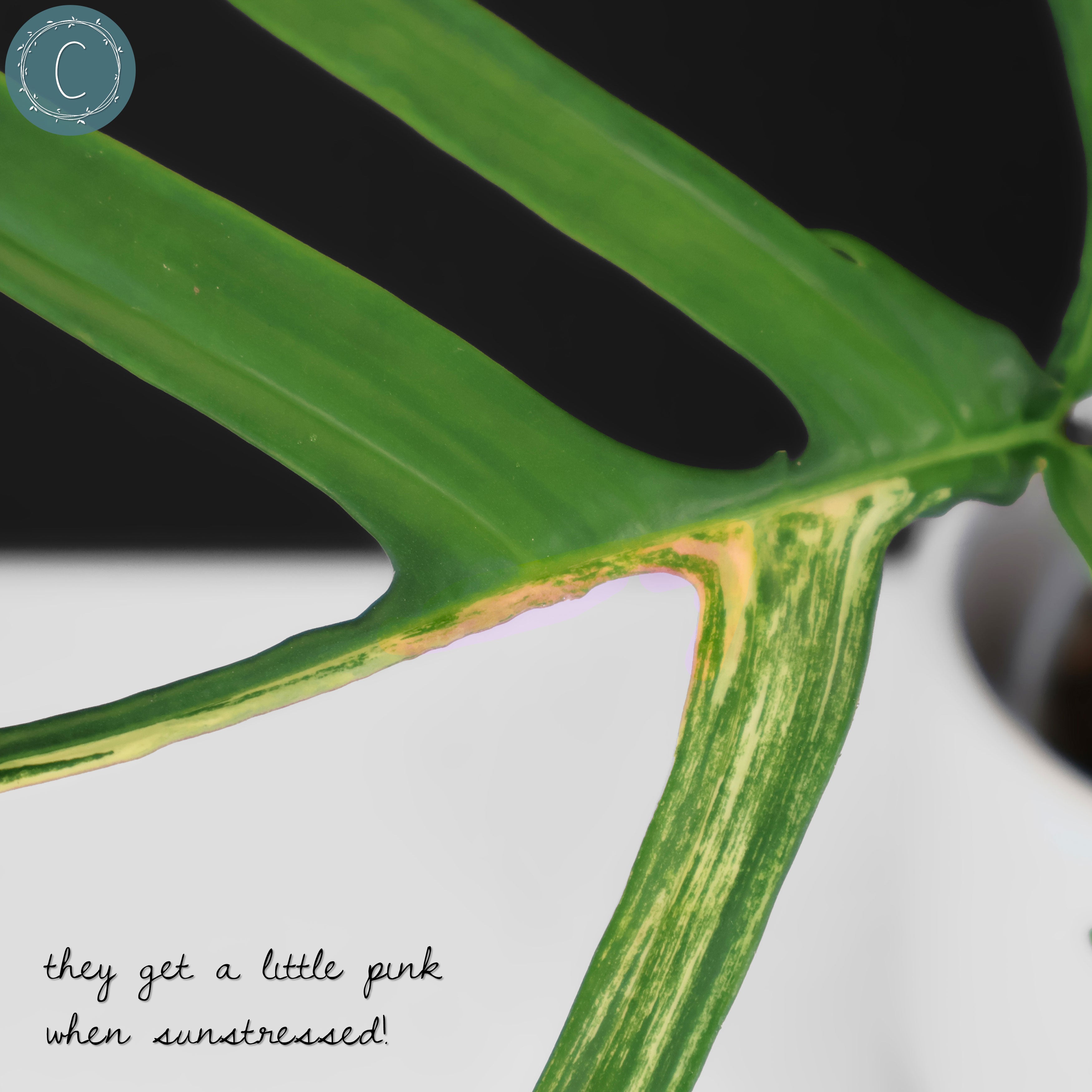 Philodendron Florida Beauty x Polypodioides – Curious Plant Killer