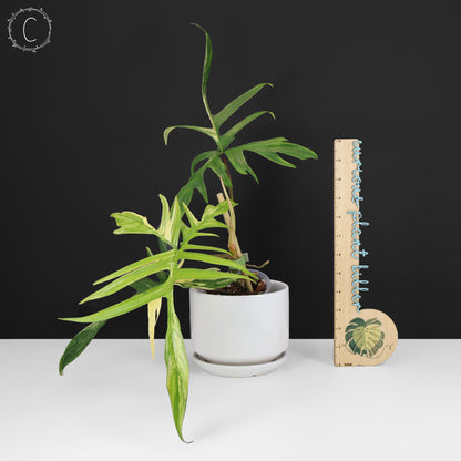 Filodendro Florida Beauty x Polypodioides